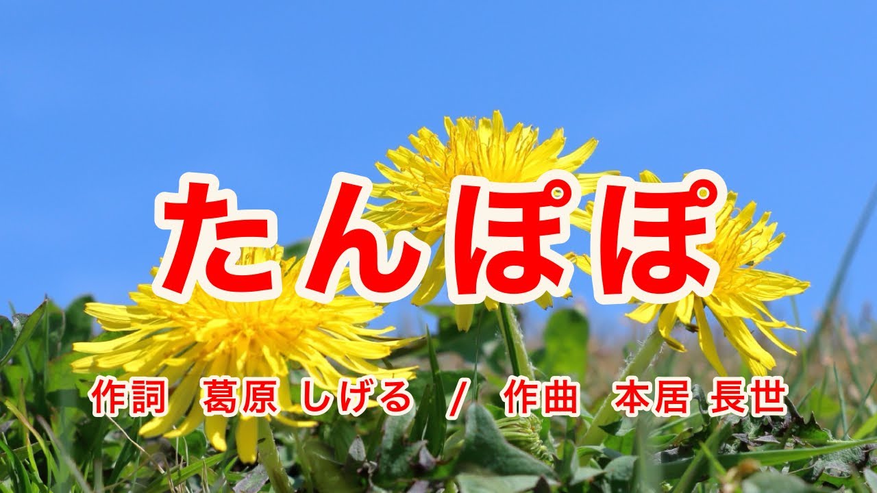 たんぽぽ（たんぽぽ たんぽぽ 田んぼのたんぽぽ）｜歌詞付き｜大人のための唱歌｜Romanized Lyrics