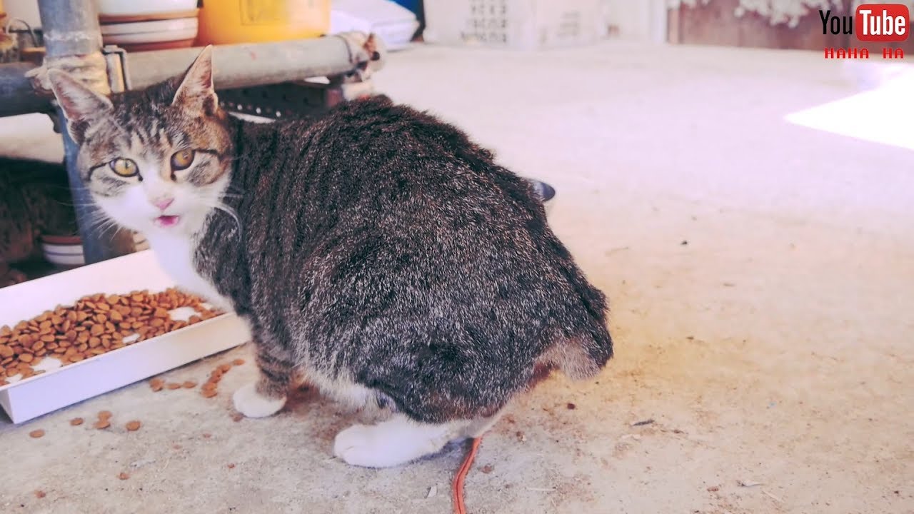 길고양이에게 궁디팡팡팡팡파파팡파파파팡파파파팦파팡