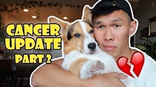 Update on My Corgi's Cancer Treatment Part 2 || Life After College: Ep. 744