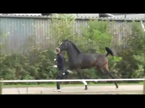 Cephalos Kat. Nr. 25 Holsteiner Hengstkörung 2016
