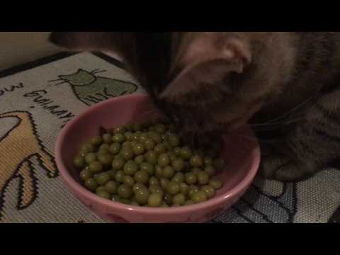 My Cats Eating Green Peas - YouTube