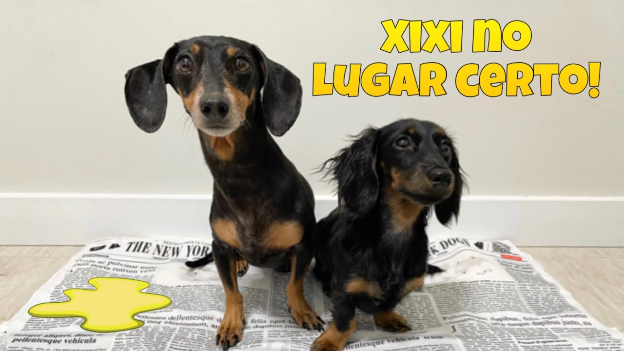 Como ensinar seu pet a fazer xixi no tapete higiênico! 💦