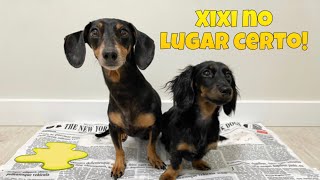 Como ensinar seu pet a fazer xixi no tapete higiênico! 💦