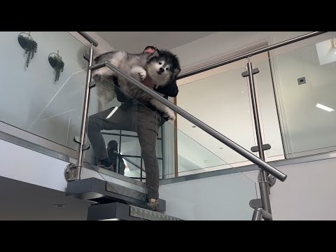 Old Dog Sees Upstairs For The Firs Time Ever!! (So Cute!!)