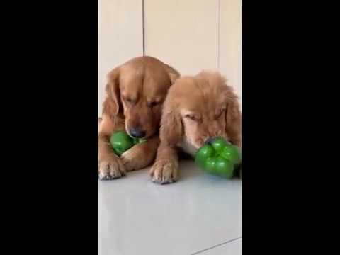 download lagu mp3 mp4 Dogs And Green Peppers, download lagu Dogs And Green Peppers gratis, unduh video klip Dogs And Green Peppers