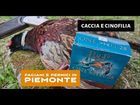 cultura-venatoria: Caccia e cinofilia: fagiani e pernici in Piemonte