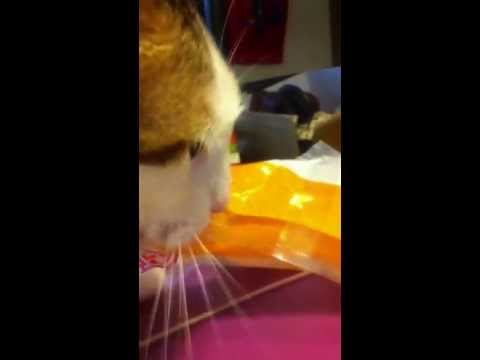 my cat chewing plastic