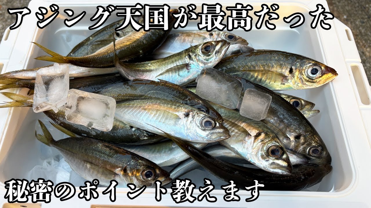 【爆釣】大阪→和歌山アジングで入れ食い！道具一式購入と失敗からの逆転劇【鯵道/25カルディア】