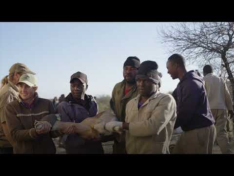 Wildlife translocation brings new opportunities to Mucheni Conservancy in Zimbabwe