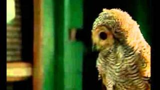 Download lagu Burung Hantu - Lagu Anak-Anak Indonesia - SD 3 Megawon.flv mp3 Download lagu Burung Hantu - Lagu Anak-Anak Indonesia - SD 3 Megawon.flv mp3