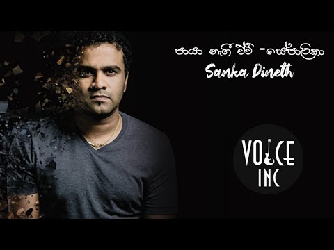 | Paya Nagee Aevi(Sepalika) | පායා නැගී ඒවි(සේපාලිකා) | Voice Of Sanka Dineth | @ Voice Inc | Covers