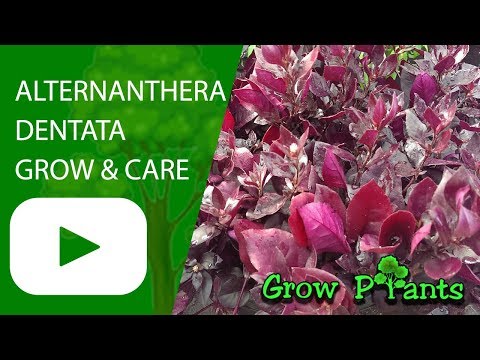download lagu mp3 mp4 Alternanthera Brazilian Red s Plant, download lagu Alternanthera Brazilian Red s Plant gratis, unduh video klip Alternanthera Brazilian Red s Plant