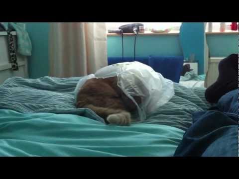 My Cat loves to sleep in Plastic Bags!!!
