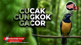 Download lagu 🔴 Cucak Cungkok Mewah Gacor Bongkar Isian mp3 Download lagu 🔴 Cucak Cungkok Mewah Gacor Bongkar Isian mp3
