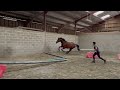 Hongre de 9 ans idéal pour instruction
