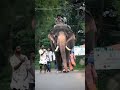 മീനാടനും രഞ്ജുവേട്ടനും Nithin Mohan Elephants Gallery