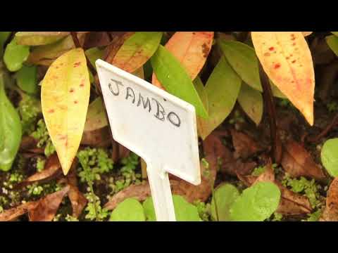 DAAE aumenta tecnologia e melhora desenvolvimento de plantas em viveiro