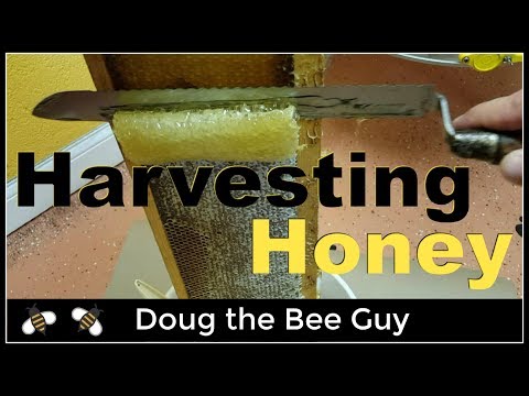 Harvesting Honey | How to harvest honey from a beehive