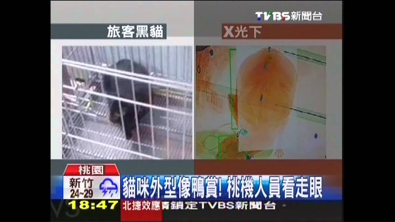躲貓貓!貓鑽行李託運 抵韓才發現