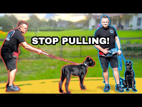 TRAIN ANY PUPPY TO WALK & HEEL NEXT TO YOU! // Cane Corso Puppy Off-Leash