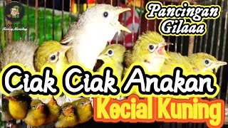 Download lagu Ciak ciak anakan buat kecial kuning jantan & betina langsung agresif mp3 Download lagu Ciak ciak anakan buat kecial kuning jantan & betina langsung agresif mp3