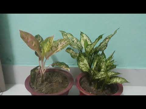 All about Aglaonema