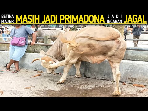 Sapi Betina Majeran Masih Jadi Primadona Incaran Jagal !!