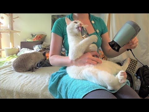 Tutorial: How to Get a Cat Used to a Blow Dryer/Hair Dryer (e.g. after Rain or a Bath)