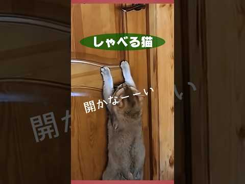 なぜ猫は食べ物を埋めるのでしょうか?