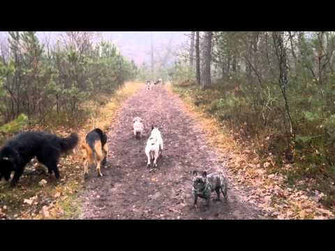 HotDogs Apeldoorn wandeling 17 november 2011