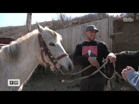 12 kuaj nga raca të ndryshme dhe një lidhje  e veçantë e Platorit me kuajt e tij