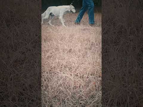 Saluki puppy for sale
