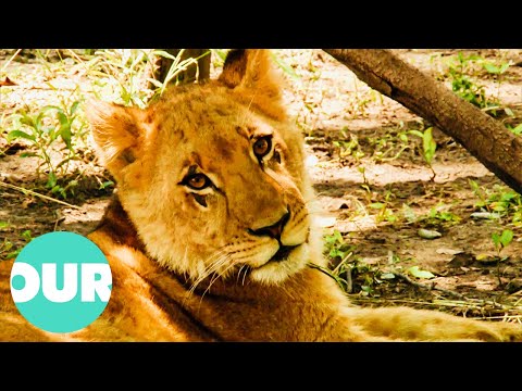 Female Lion Struggles To Find Confidence In Pride | Lion Country Ep3 | Our World