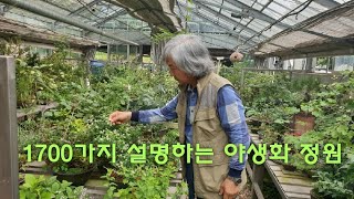 토종 만 고집 설명하는 1700가지 3000평의 야생화 정원