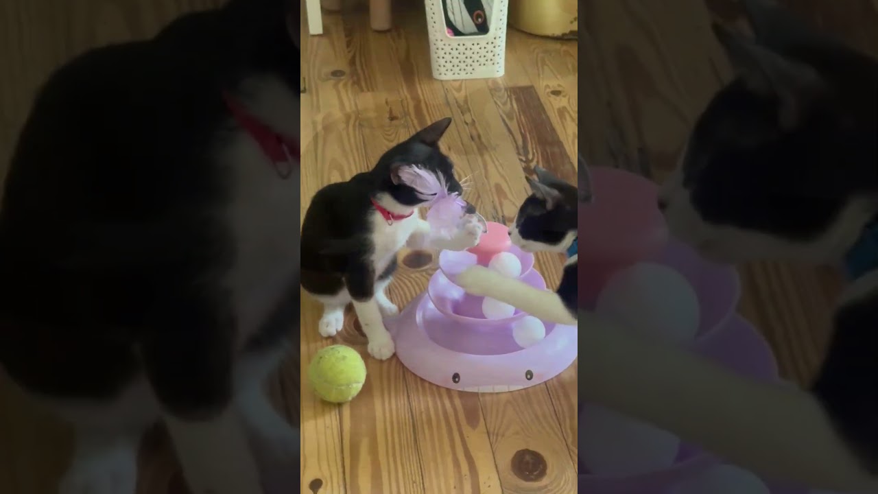 Enlarge Batman and Robin (bonded brothers), a Adoptable Domestic Short Hair in Key Largo, FL video 3/6