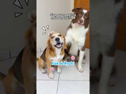 BROTHERS AND SISTERS SHOWING AT EACH OTHER‼️ RYUKI RAIDEN IS SO MESSY🤣