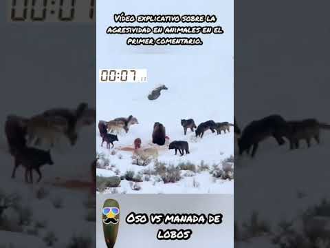 Oso vs manada de lobos: Tienes 10 segundos para adivinar quién se queda con el botín.