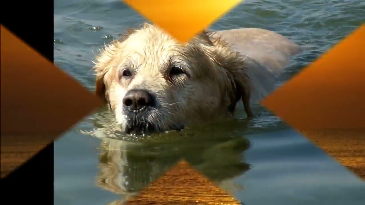 Henry Gross - Shannon