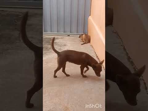 Pensa em uma cachorroa curiosa,observando os babados da cachorradas de itajá Goiás