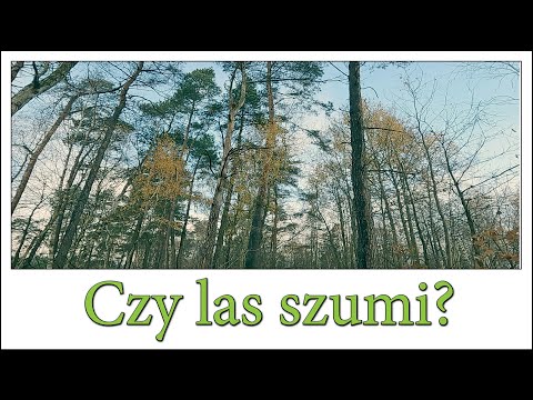 Czy las szumi? Odłączenie od natury. Zapominamy podstawowe dźwięki - Harde Kopyto 13