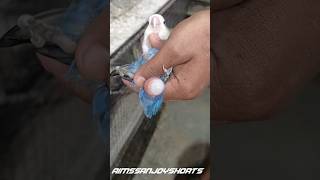 Download lagu 🐦🤫PERAWATAN UNTUK MENGIKAT TELUR BURUNG LOVEBIRD🙊#shorts #trendingshorts #youtubeshorts #parrots #viralshorts mp3