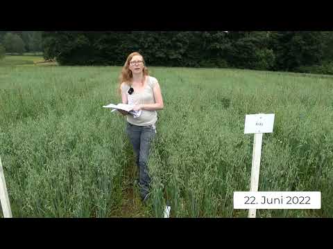 Pflanzenbau aktuell - Öko Feldtag 2022 - Sommerhafer