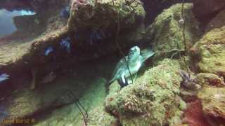 preview picture of video 'Morning dive with Olive Ridley Sea Turtle Sri Lanka 2014'