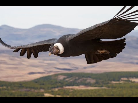 VANGELIS. CONQUEST OF PARADISE. EVANGELOS ODYSSEAS PAPATHANASSIOU (1943.2022).