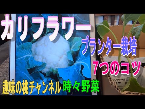 園芸 カリフラワー、生、調理済み、季節を問わず