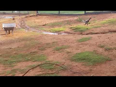 Veja a beleza desse sítio do meu amigo Nivaldo em Indiara go ouça o canto da natureza deixe like.