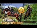 Zurück In Die Vielseitigkeit Dilavar S 1 Geländetraining Weekly Vlog 253