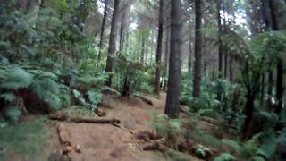 Riding into the forest from Carpark, via Ever-Ready trail