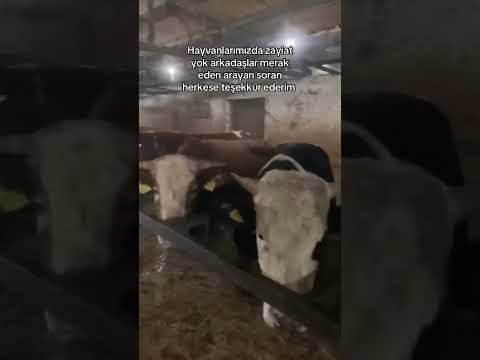 Sel Suları Çiftliği Bastı: Su Seviyesi İneklerin Ağzına Kadar Yükseldi