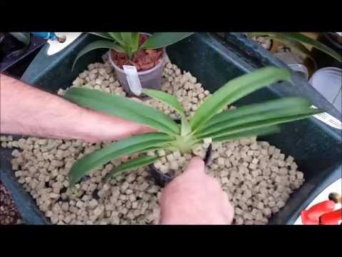Re-potting a Phragmipedium orchid and showing root system